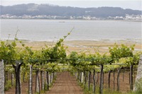 Albariño en las Rías Baixas (Galicia)